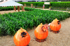 Gallery - Spina Farms Pumpkin Patch