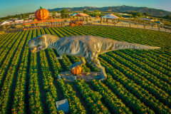 Gallery - Spina Farms Pumpkin Patch