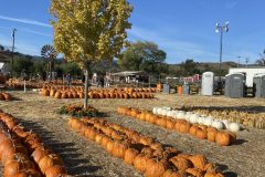 Gallery - Spina Farms Pumpkin Patch