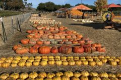 Gallery - Spina Farms Pumpkin Patch