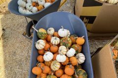 Gallery - Spina Farms Pumpkin Patch