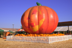 Gallery - Spina Farms Pumpkin Patch