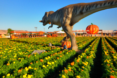 Gallery - Spina Farms Pumpkin Patch