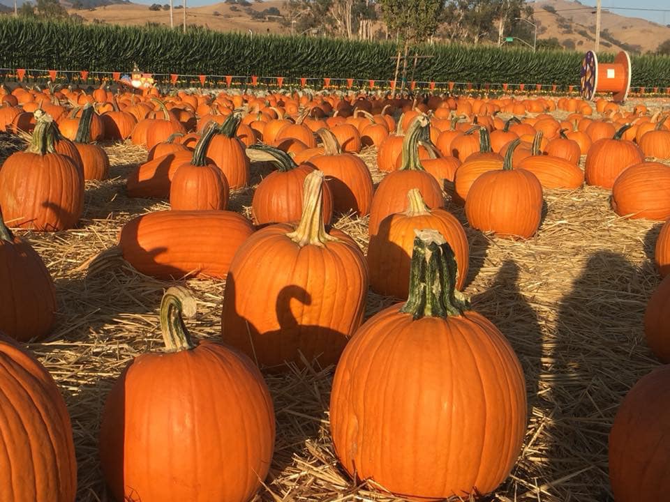 Pumpkin yard long shot