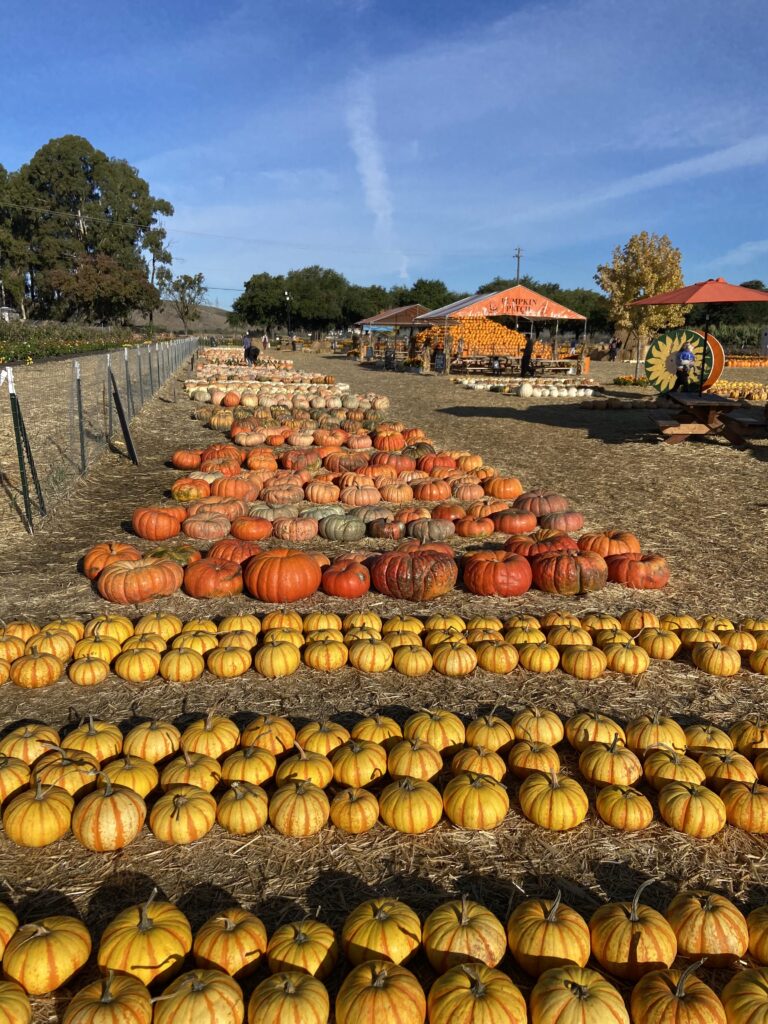 Variety of pumpkins in the pumpkin patch 