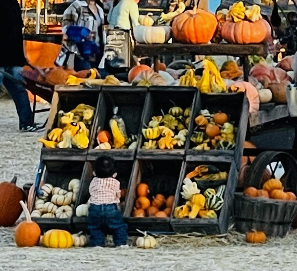 Kid picking pumpkin