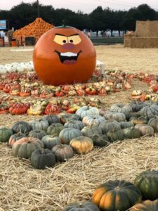 Spina Farms Pumpkin Patch