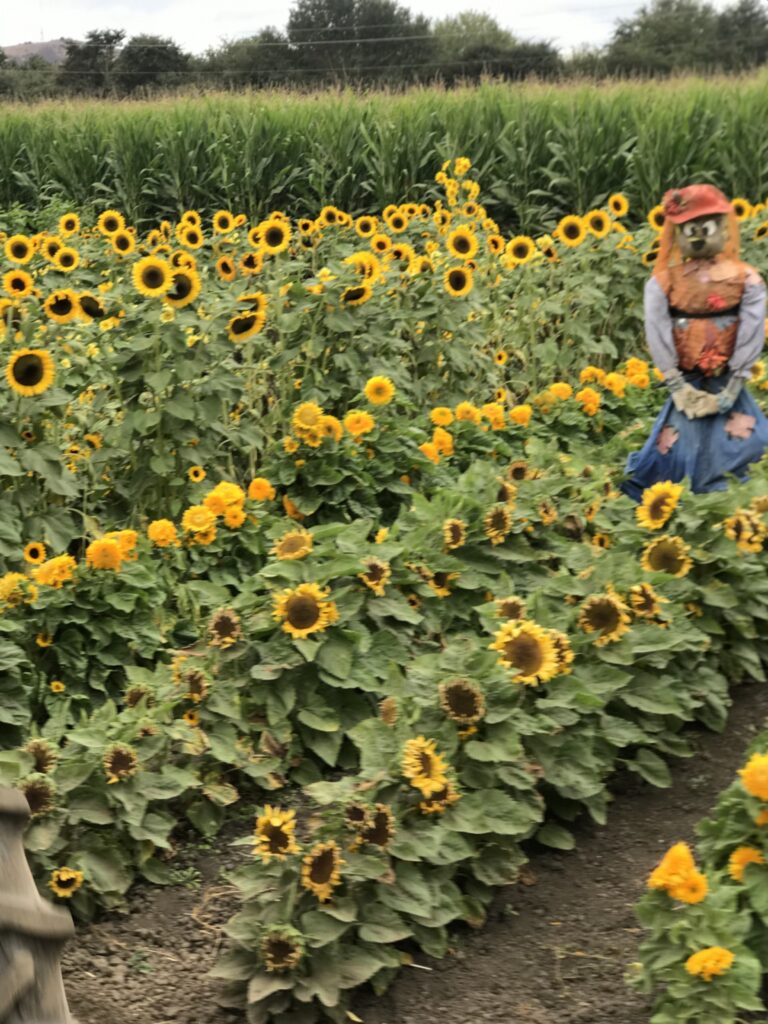 Sunflower garden with a scarecrow