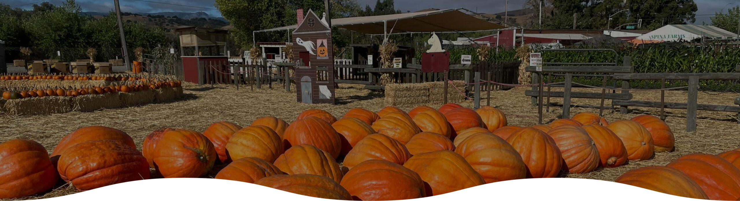 About Spina Farms Pumpkin Patch