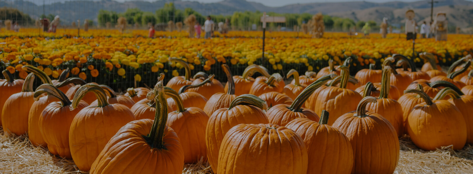 About Spina Farms Pumpkin Patch